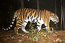Camera trap tiger