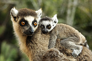 Ring Tailed Lemurs