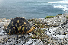 Radiated Tortoise