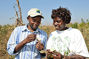Conservation Cotton