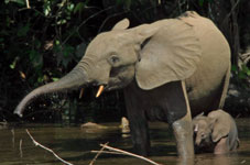 elephant and baby