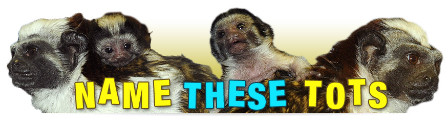 Name these Tots