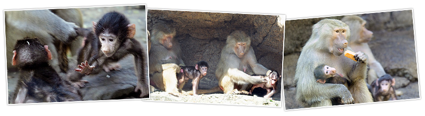 Baboons