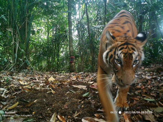 Tech for Tigers