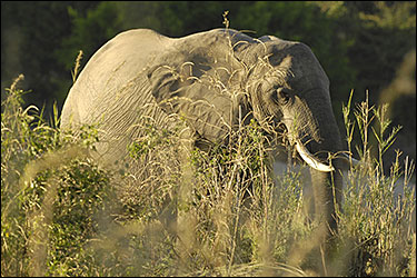 Elephant Emergency