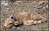 Collared Calf, Emblem of Hope