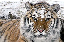 Siberian tiger